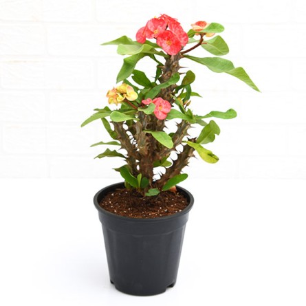 Euphorbia (Peach) 